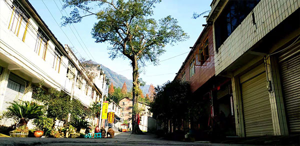 廢氣徒步
